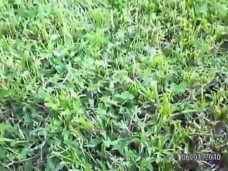 Смешные котята бегают паровозиком