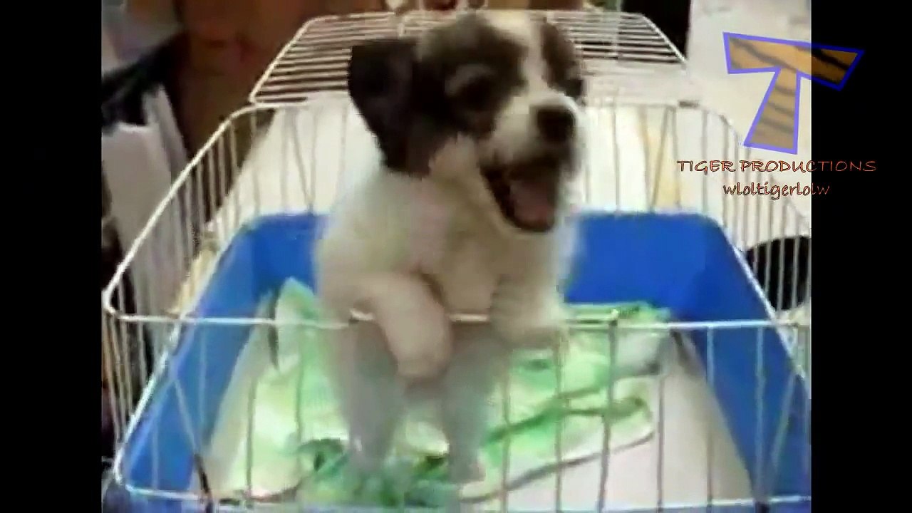 funny dog / Приколы с собаками