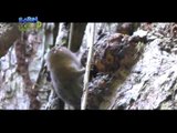 Doc Ferds encounters the world's smallest monkey | Born to be Wild