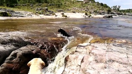 perro que sacó a otro que había caído en las aguas de un río de montaña.