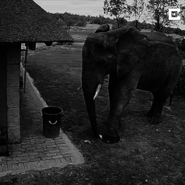 elefante recogiendo papeles