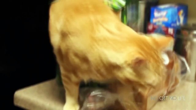 world of cats bomba Смешные кошки