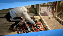 Turkish volunteers keep stray dogs warm during harsh winter
