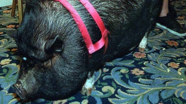 5 ANIMAIS INCRÍVEIS QUE SALVARAM VIDAS