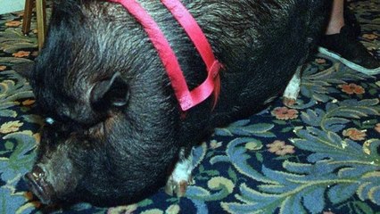 5 ANIMAIS INCRÍVEIS QUE SALVARAM VIDAS