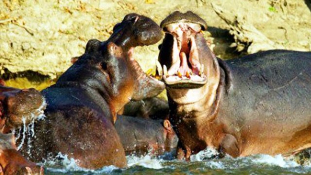 5 ANIMAIS QUE MAIS MATAM SERES HUMANOS