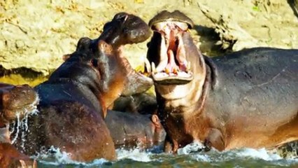 5 ANIMAIS QUE MAIS MATAM SERES HUMANOS