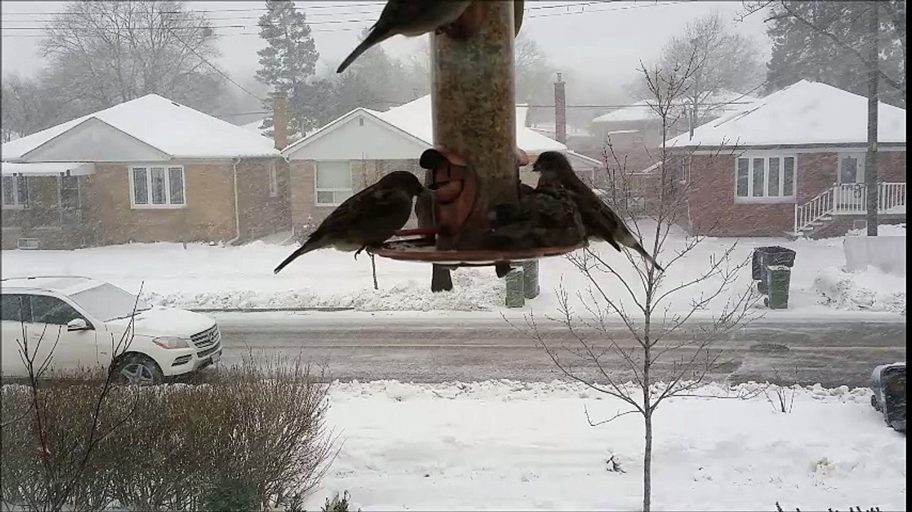 Sparrows in the snow