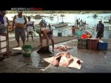 Overfishing threatens critically endangered sharks, rays in Camarines Norte