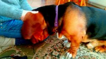 Basset Hound growls in delight for ear cleanse