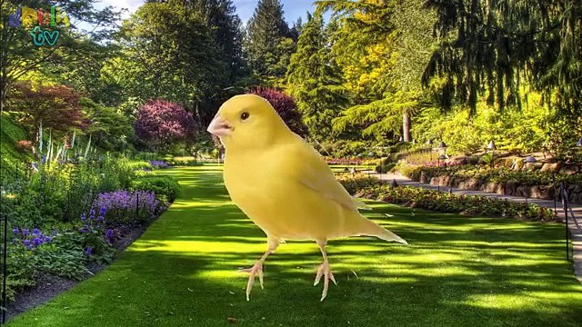 Lear Animals | Birds names and sounds for children | Real and Cartoon Animals