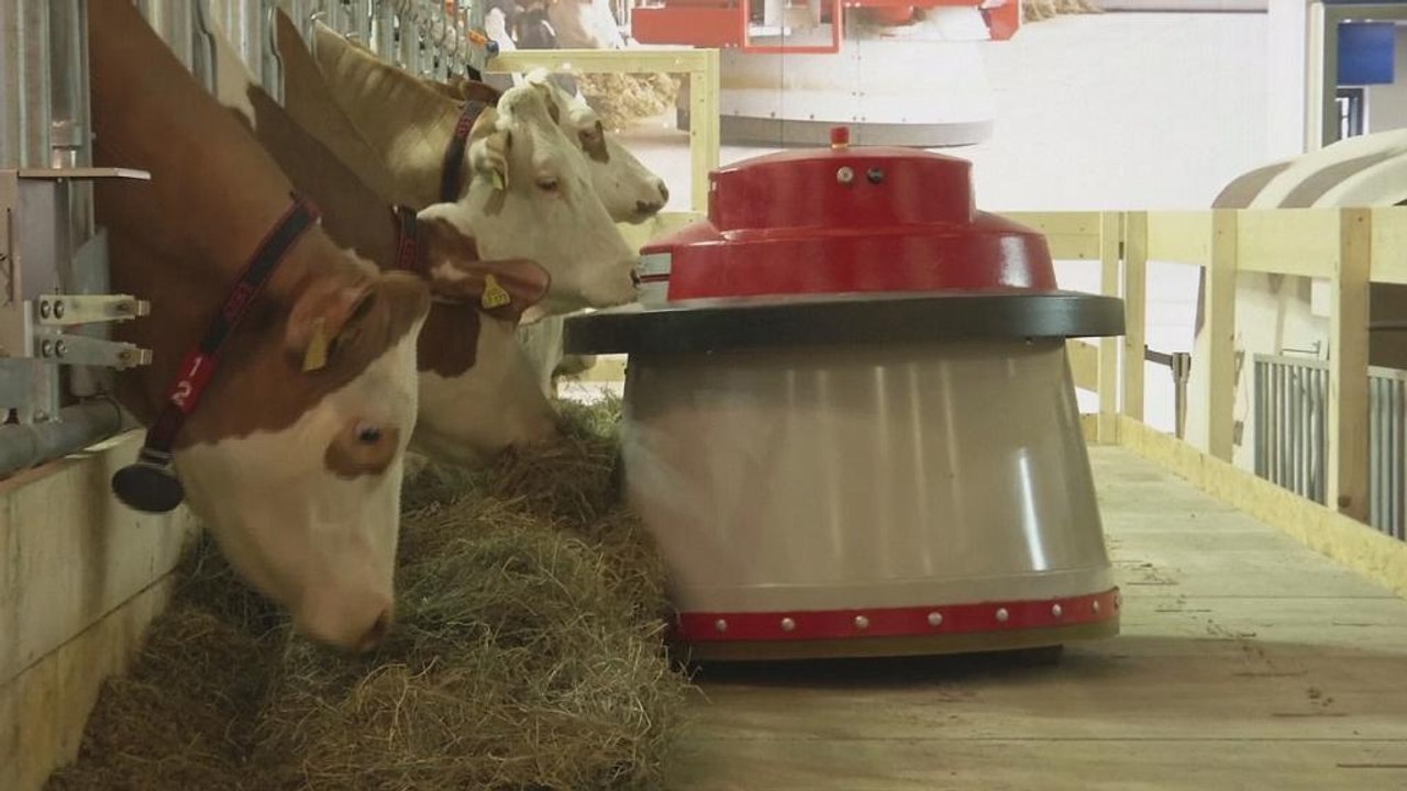 Hightech im stall: futterschieber und kälberiglu