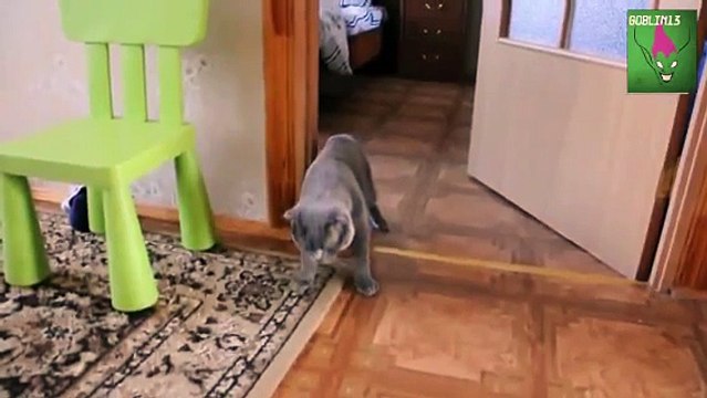 Пьяный кот пришёл домой Прикол