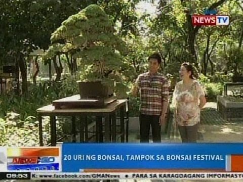 NTG: 20 uri ng Bonsai, tampok sa Bonsai Festival