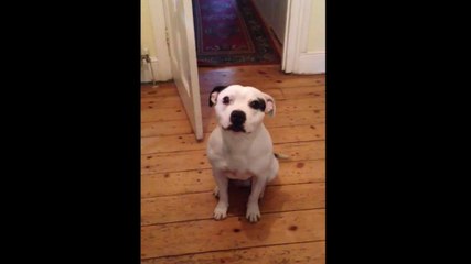 Un chien se prépare pour aller se promener