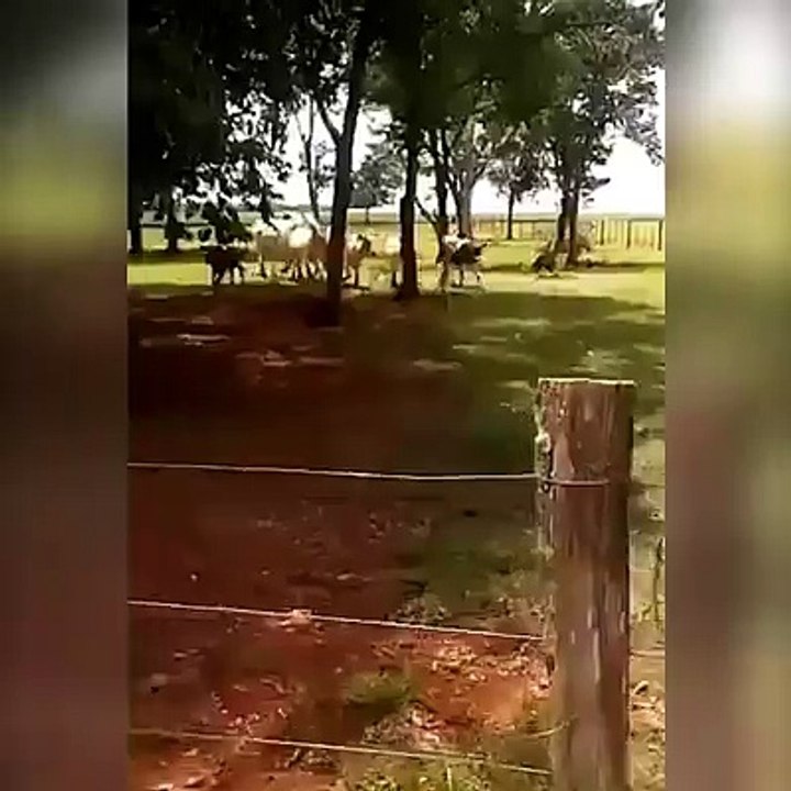 16398985_172731919879933_6797427547178008576_n