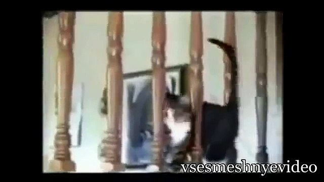 Смешные Кошки Подборка Приколов С Кошками часть 3