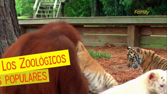 Los zoológicos más populares del mundo