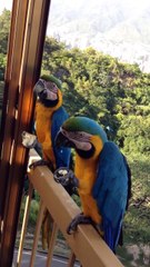 Macaws going to there homeParrets