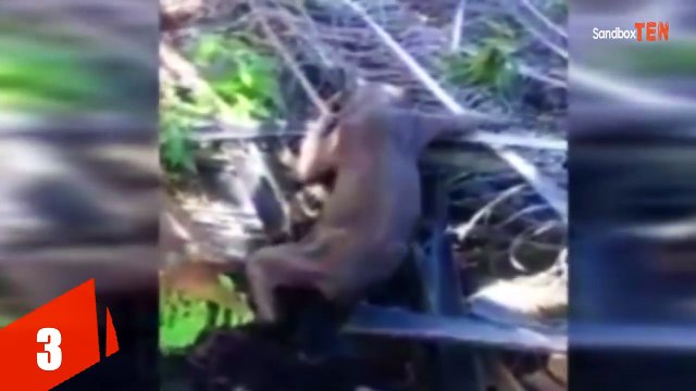 5 Unknown Creatures Caught on Tape