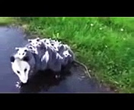 Самые смешные приколы 2015! НЕУДАЧИ СМЕХ ЮМОР