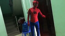 Siêu Nhân Nhện Và Người Khổng Lồ Xanh Đi Săn Trứng Khủng Long - Spiderman Egg Toys