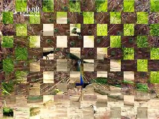 "Moriya re Moriya(Peacock)" Thari / Rajasthani Folk Song