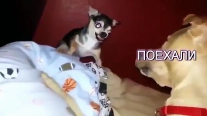 Смешные собаки Приколы про животных 2017
