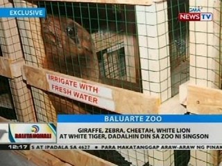 BT: Fur seals galing Uruguay, dadalhin sa zoo ni dating Gov. Singson