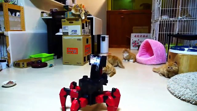 Приколы с кошками подборка №30 - Приколы с животными