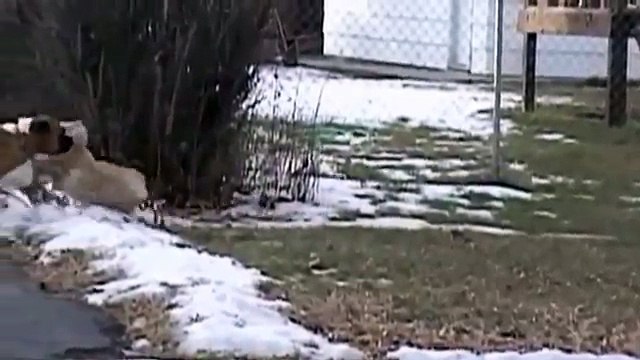 Кошачьи бои Кошка против лисицы