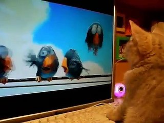 Котенок смотрит мультик