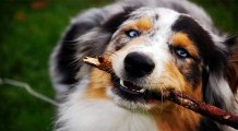 ¿Cómo calcular la edad de los perros?