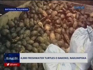 Saksi: 4,000 freshwater turtles o bakoko, nakumpiska