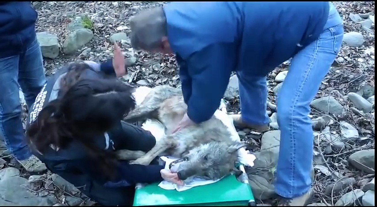 La storia di Navarre il lupo