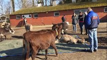 Des ânes pleurent leur ami décédé..