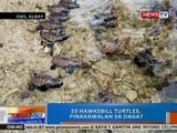 NTG: 55 Hawksbill Turtles, pinakawalan sa dagat sa Oas, Albay