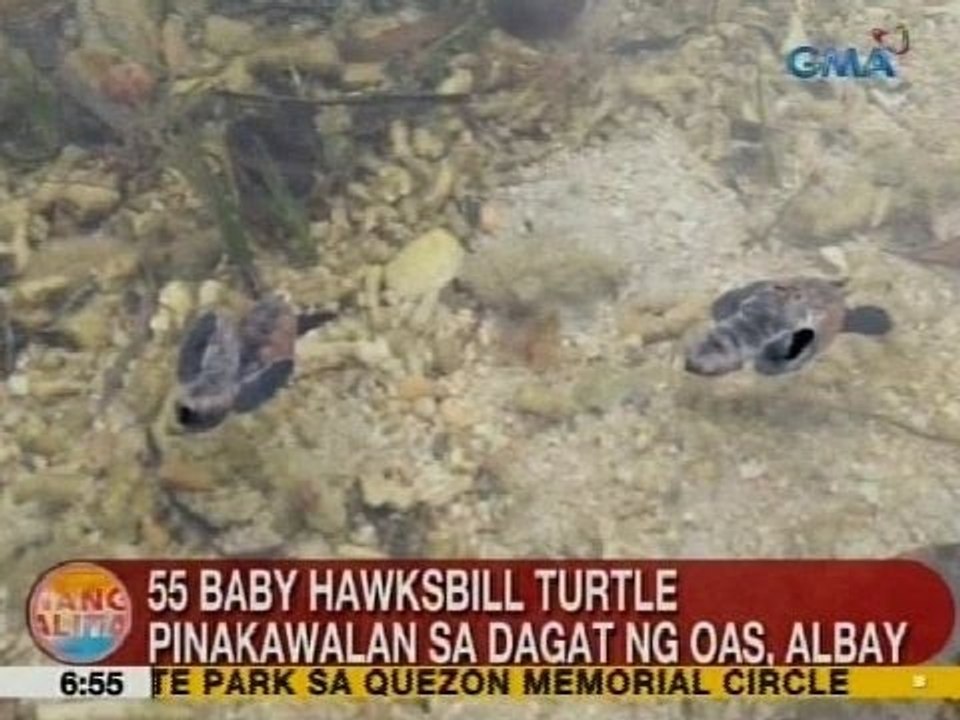 UB: 55 baby Hawksbill Turtle, pinakawalan sa dagat ng Oas, Albay