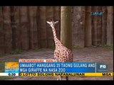 ‘Unang Hirit’ gets a closer look at giraffes, zebras at Avilon zoo | Unang Hirit