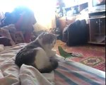 Кот и попугай