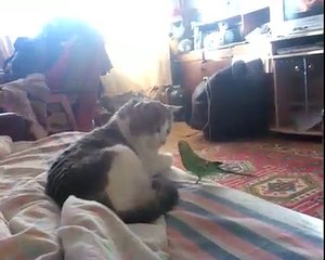Кот и попугай