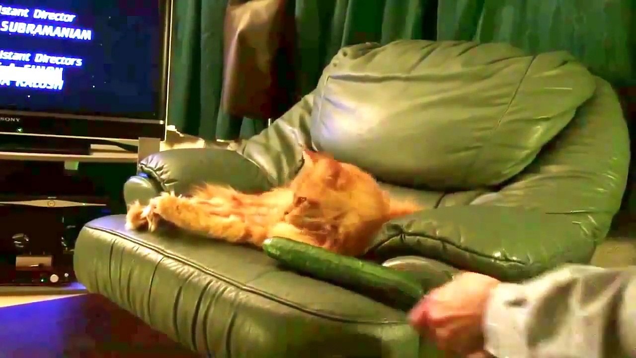 Cats vs Cucumber / Коты против огруцов