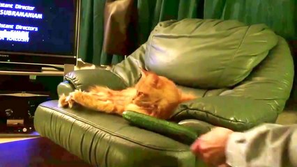 Cats vs Cucumber / Коты против огруцов