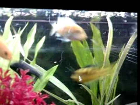 mon aquarium de CICHLIDES AFRICAINS MALAWI