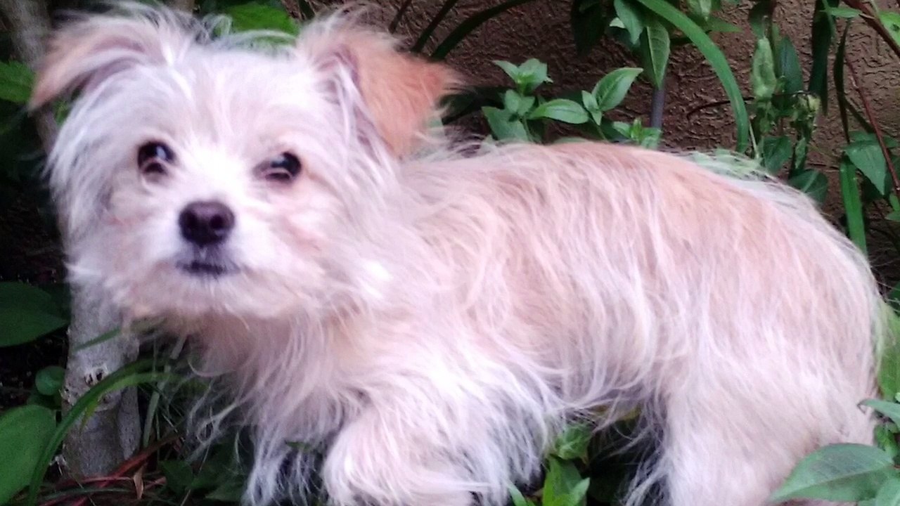 ❤️Mes animaux, mes amours...❤️