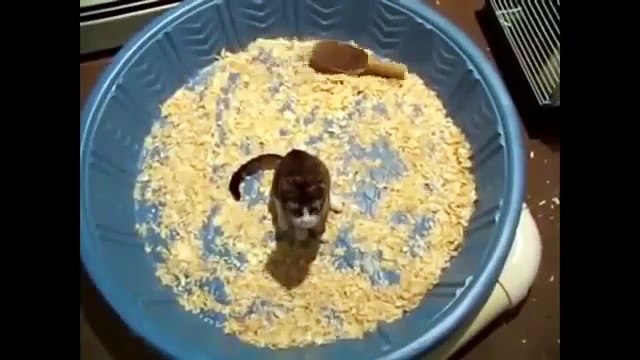 ЛУЧШИЕ ПРИКОЛЫ 2016 COUB #9 ! БОЛЬШАЯ ПОДБОРКА ПРИКОЛОВ ПРИКОЛЫ С КОТАМИ ПРИ