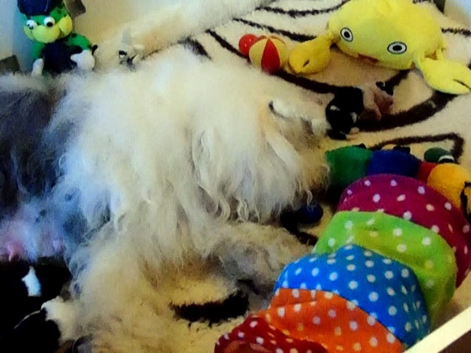 Les BB ont 6 jours !!! Réaménagement de la caisse de mise bas !