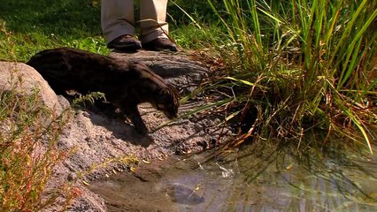 Fishing Cat Underwater GoPro - Cincinnati Zoo