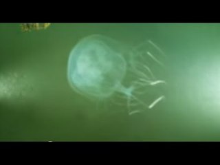 Why does the box jellyfish possess such a deadly sting? | Born to be Wild