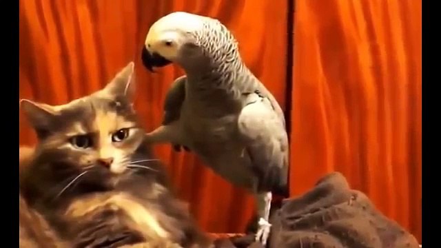 СМЕШНЫЕ ПРИКОЛЫ С ЖИВОТНЫМИ КОШКИ И ПОПУГАИ НОВЫЕ ПРИКОЛЫ 2015